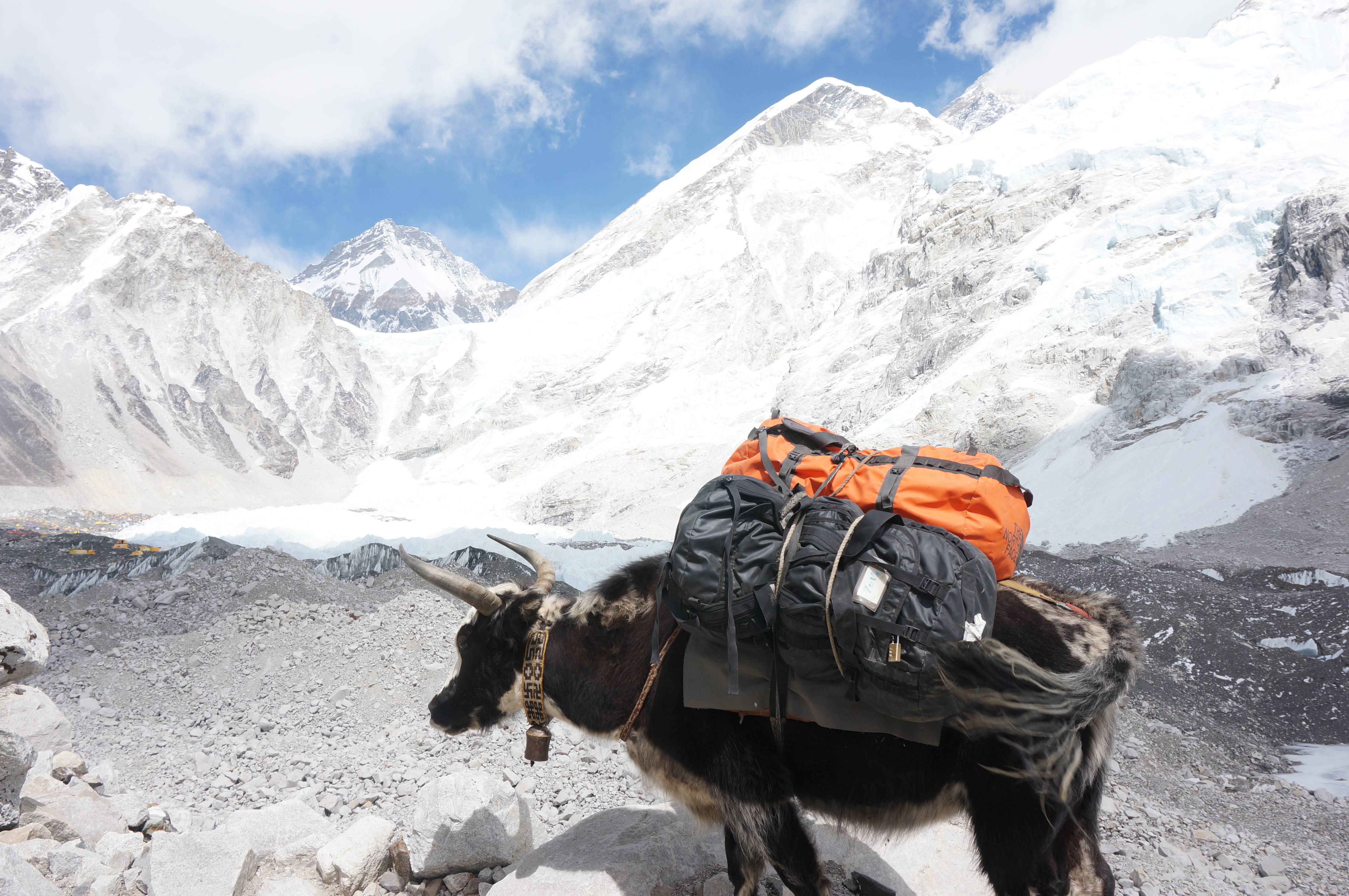 Yak carrying goods