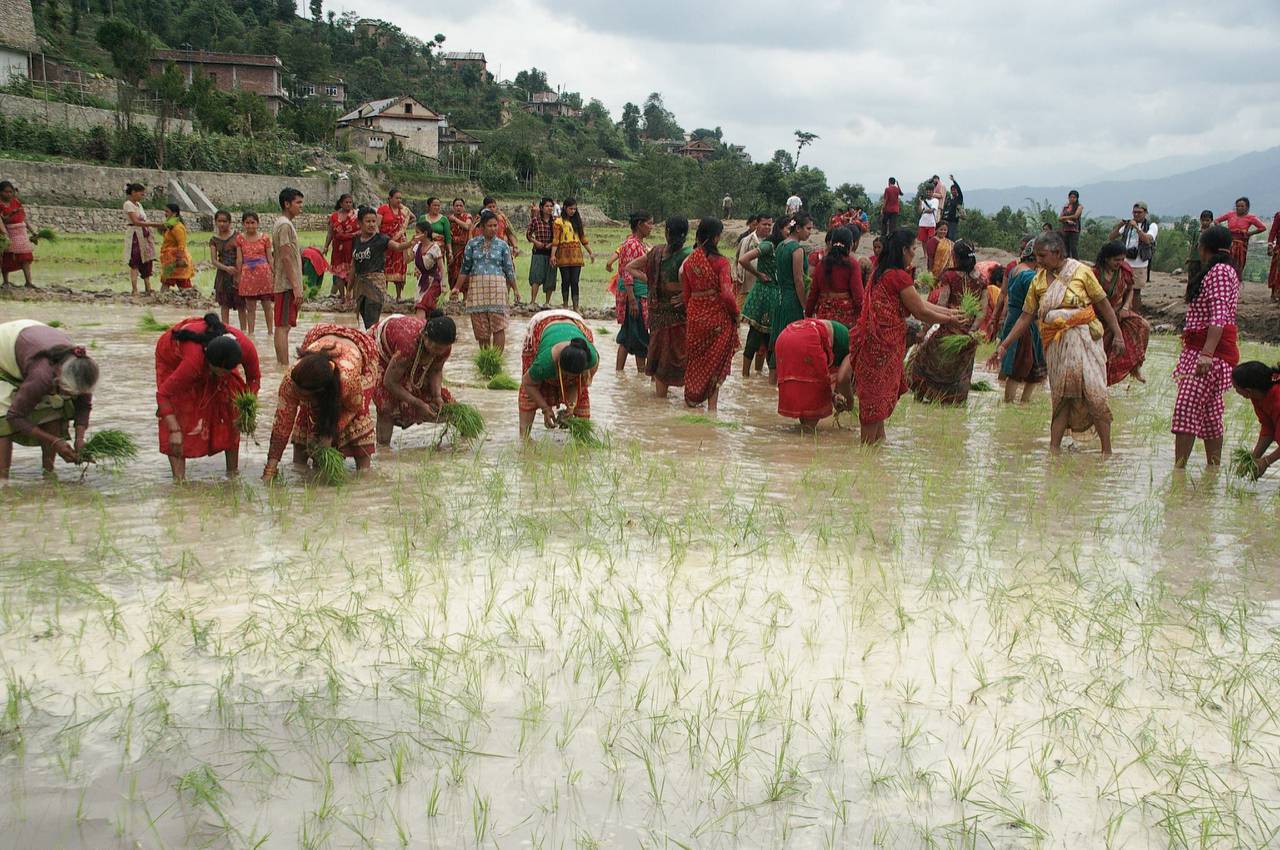 Local women Planting paddy