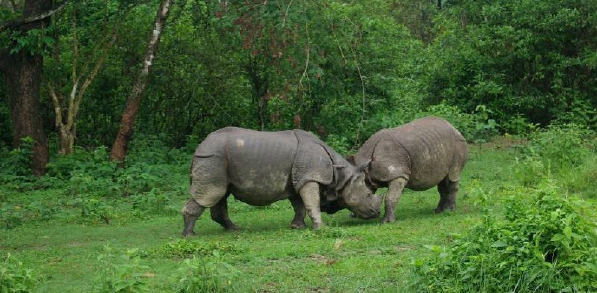 Kathmandu And Chitwan Tour image1 